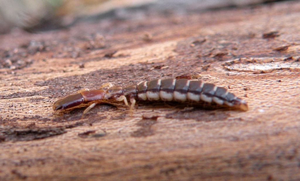 Sotto una corteccia:  Parainocellia bicolor (Inocellidae)